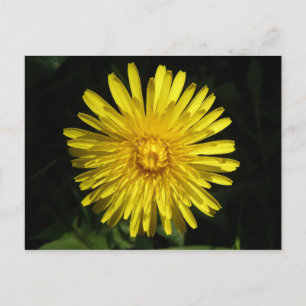 Dandelion Postcard