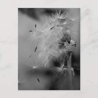 Dandelion Postcard
