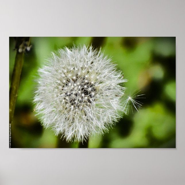 Dandelion, Poster (Front)