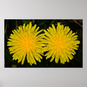 Dandelion, Poster