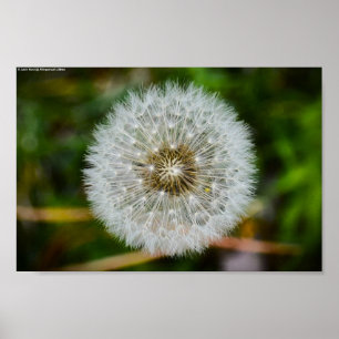 Dandelion, Poster