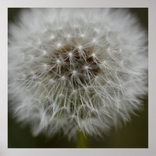Dandelion Puff Print