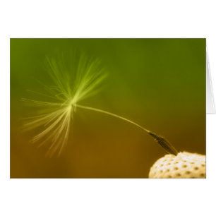 Dandelion Seed