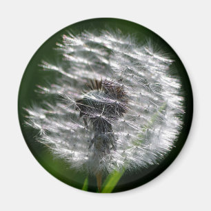 Dandelion Seed Head - Magnet