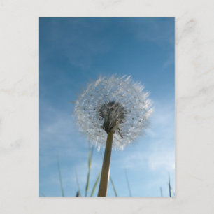 Dandelion Seed Head Post Card