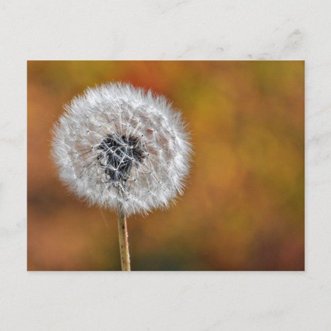 Dandelion Seed Postcard (Front)