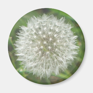 Dandelion Seedhead Magnet