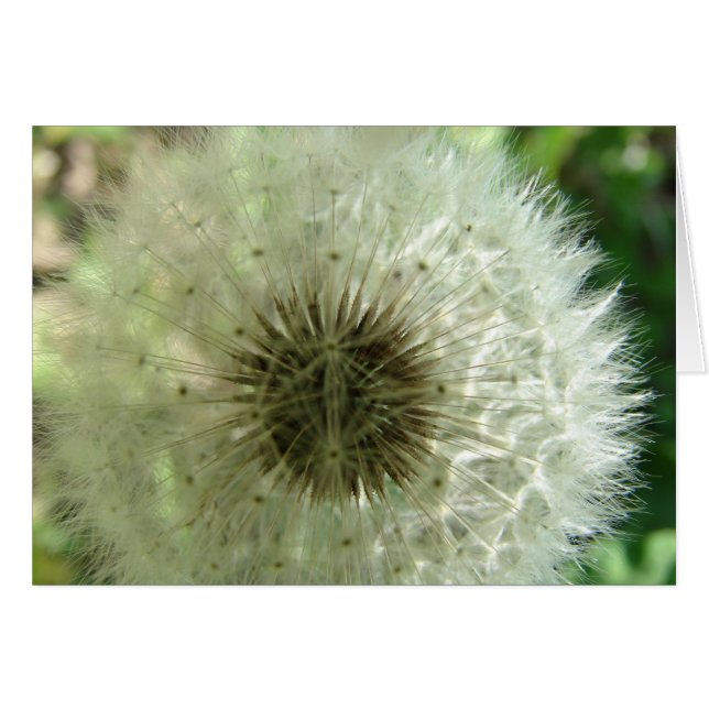 Dandelion Seeds (Front Horizontal)