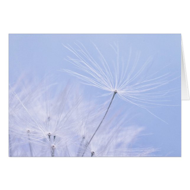 Dandelion Seeds (Front Horizontal)