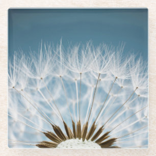 Dandelion Seeds Glass Coaster