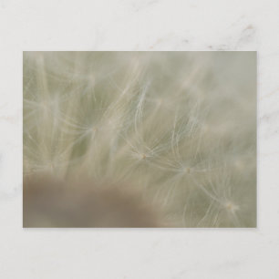 Dandelion Seeds Postcard