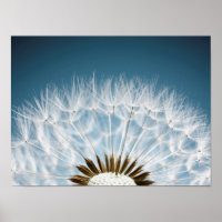Dandelion Seeds