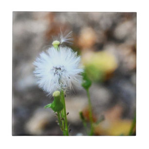 Dandelion Seeds Tile