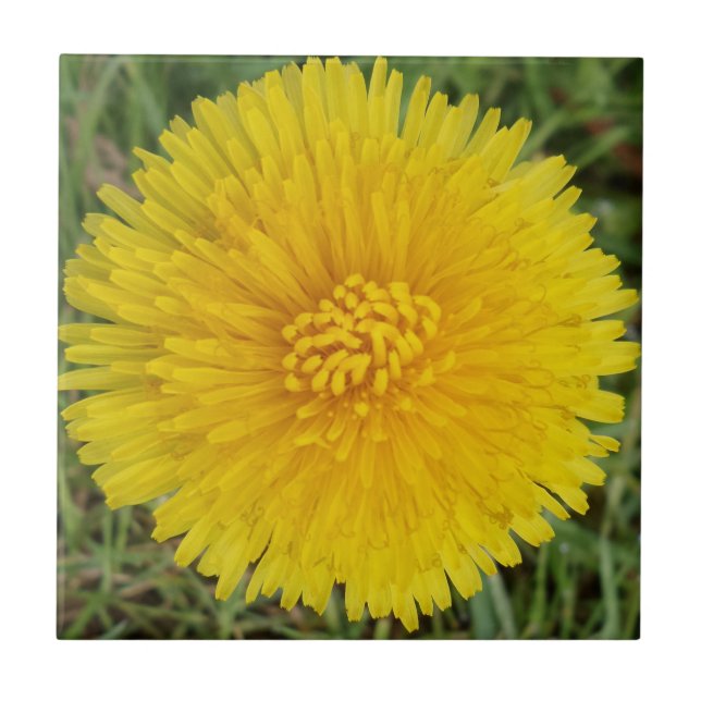 Dandelion Small (4.25" x 4.25") Ceramic Photo Tile (Front)