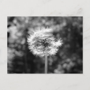 Dandelion Snow In Black And White Postcard
