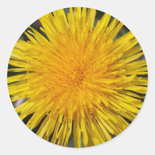 Dandelion Stickers