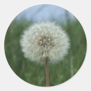 Dandelion Stickers