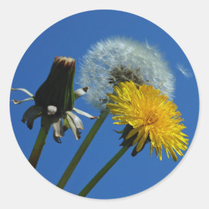 Dandelion stickers