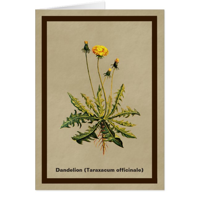 Dandelion Sur Vieux Papier (Devant)