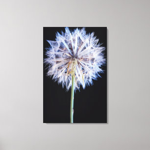 Dandelion (Taraxacum Officinale) Seed Head Canvas Print