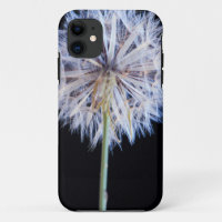 Dandelion (Taraxacum Officinale) Seed Head