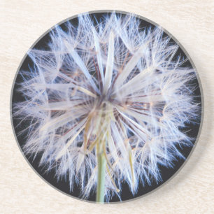 Dandelion (Taraxacum Officinale) Seed Head Coaster