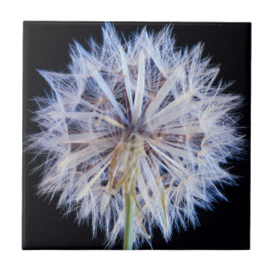 Dandelion (Taraxacum Officinale) Seed Head Tile