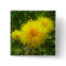 Dandelion Trio