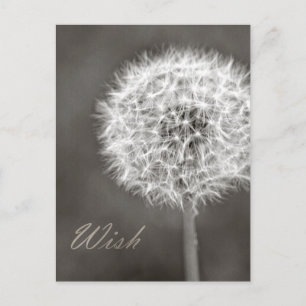 Dandelion Wish Postcard