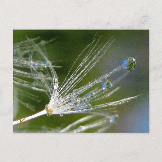Dandelion With Dew Peaceful, Elegant, Nature  Postcard (Front)