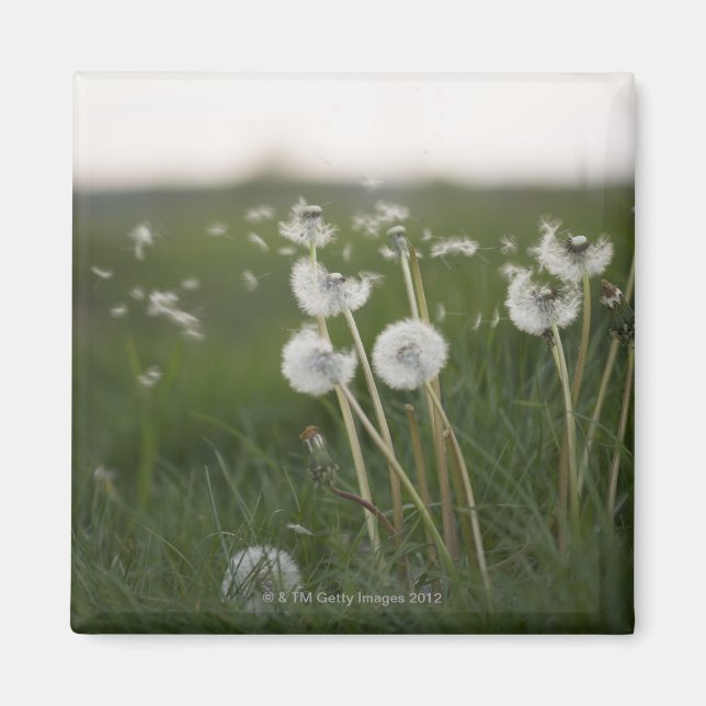 Dandelions blowing in the wind. magnet (Front)