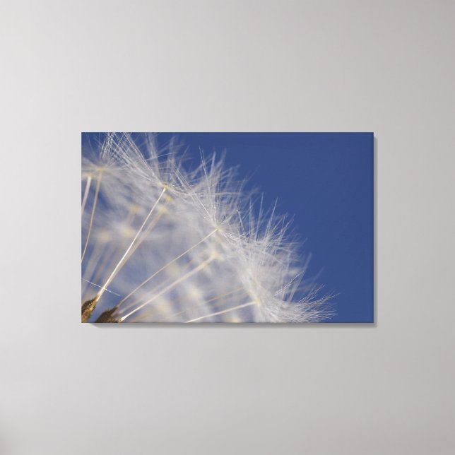 Dandelions Canvas Print (Front)