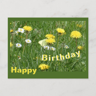Dandelions & Daisies Grass Field Birthday Postcard