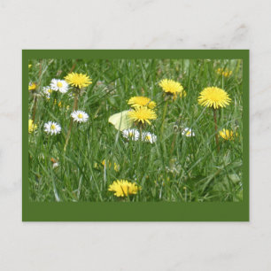 Dandelions & Daisies Grass Field DIY Postcard