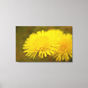 Dandelion's dream. Pretty yellow wild flower Canvas Print