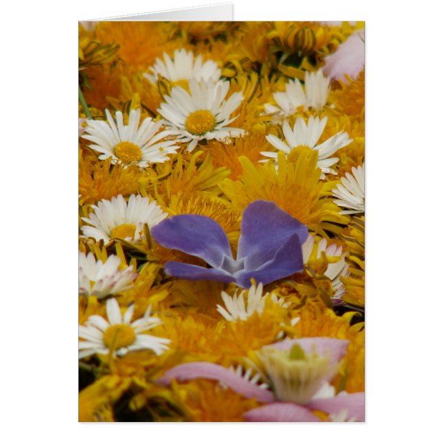 dandelions etc (Front)