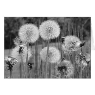 Dandelions in Black and White
