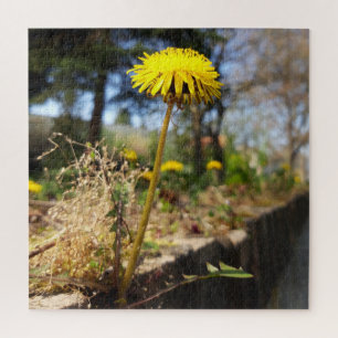 Dandelions in the sunshine jigsaw puzzle