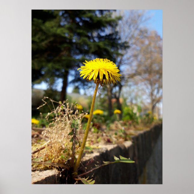 Dandelions in the sunshine poster (Front)