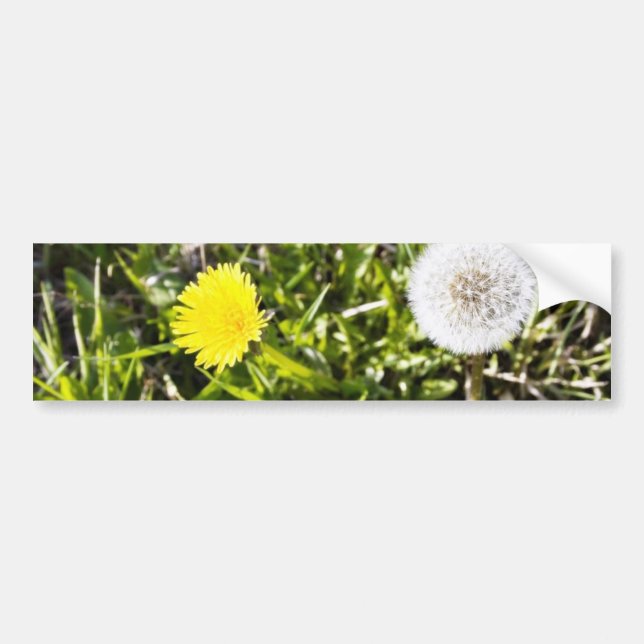 Dandelions On The Meadow Bumper Sticker (Front)