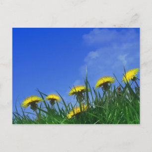 Dandelions Postcard