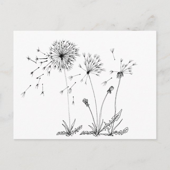 Dandelions Postcard (Front)