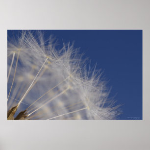 Dandelions Poster