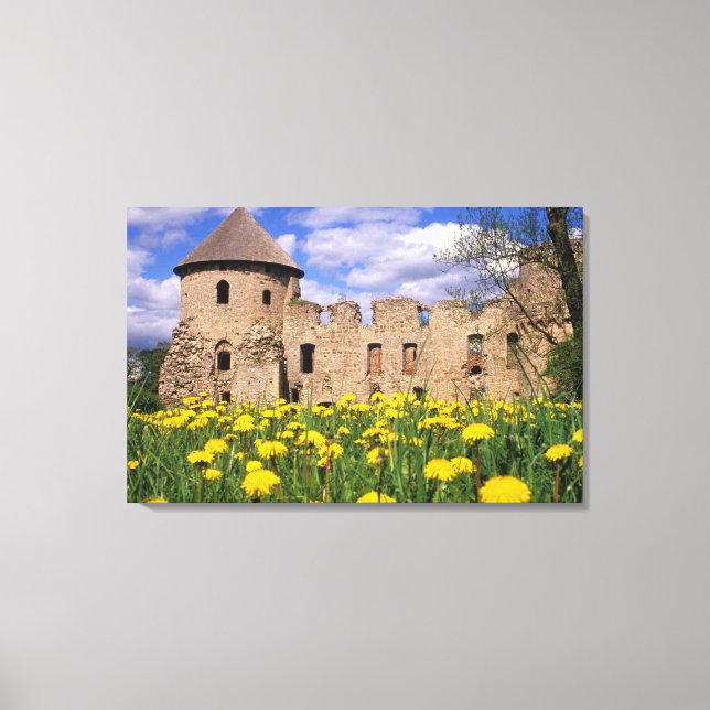 Dandelions surround Cesis Castle in central Canvas Print (Front)