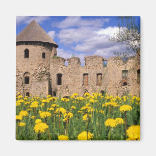 Dandelions surround Cesis Castle in central Magnet
