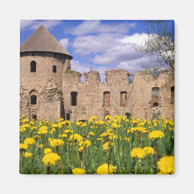 Dandelions surround Cesis Castle in central Magnet (Front)