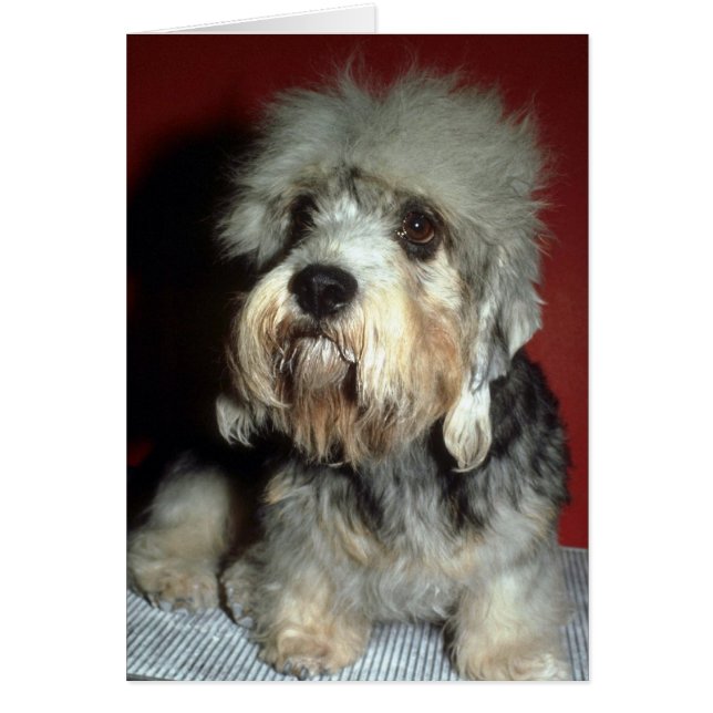 Dandie Dinmont (Front)