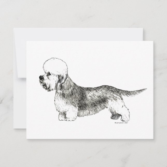 Dandie Dinmont Terrier (Front)