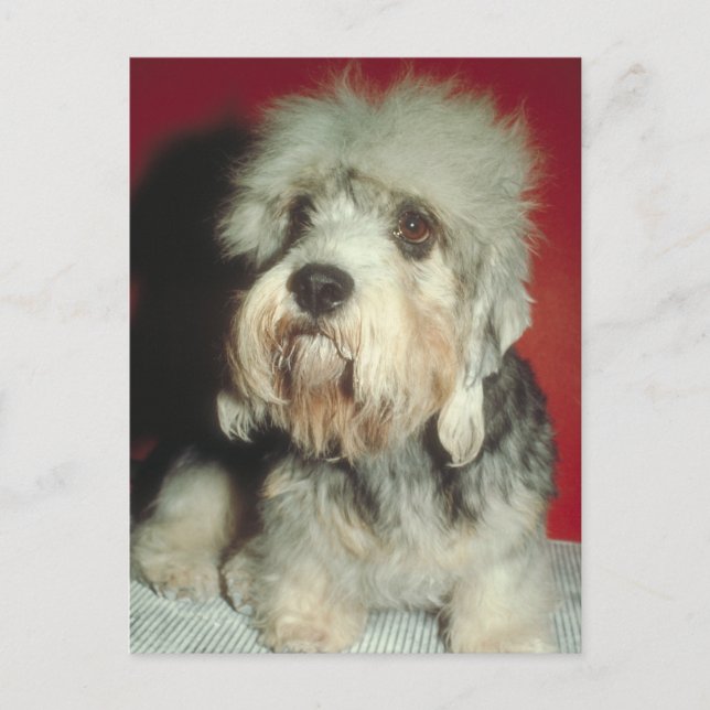 Dandie Dinmont Terrier Postcard (Front)