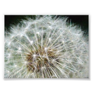 dandilion photo print